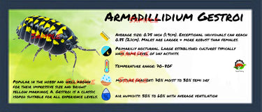 Armadillidium Gestroi Isopod Bin Label